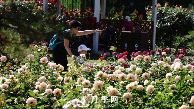 陶然亭公園勝春山房景區(qū)月季開放正當(dāng)時(shí)(圖1)