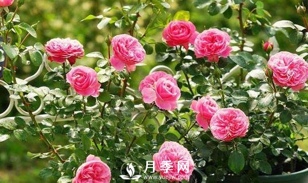 夏季月季花開的越來越小怎么辦？(圖1)