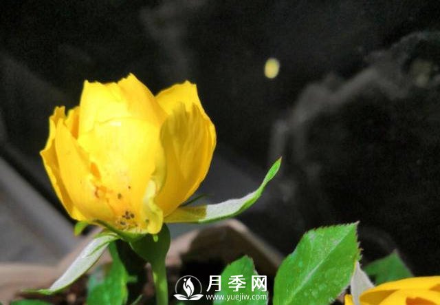 月季花期能不能施肥？用什么肥月季長(zhǎng)的好看開花又多？(圖1)