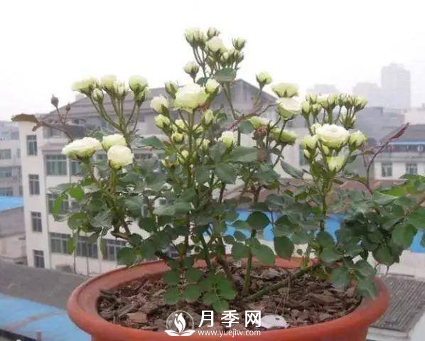 家庭盆栽的月季如何正確的修剪(圖5)