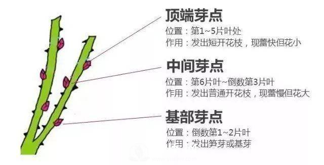 家庭盆栽的月季如何正確的修剪(圖1)