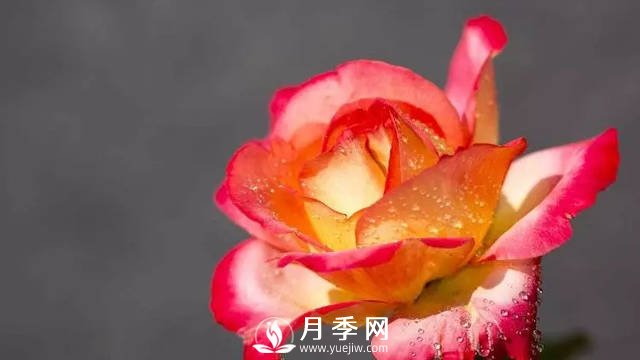 月季養(yǎng)護熱門問題解答(圖1)