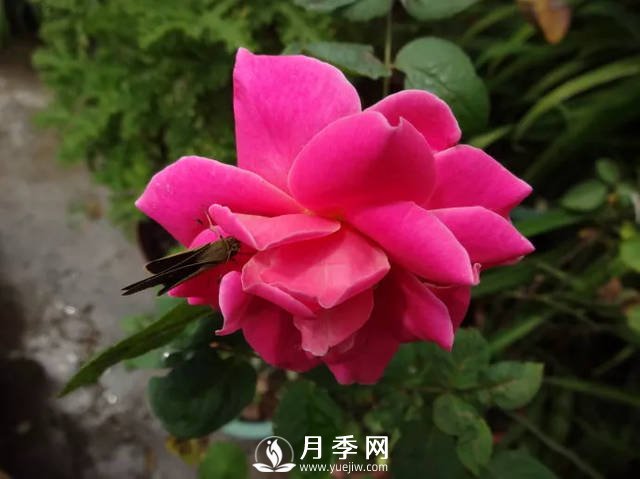 你的月季需要這樣養(yǎng)護才能開花不斷(圖2)