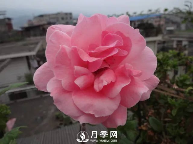 你的月季需要這樣養(yǎng)護才能開花不斷(圖1)