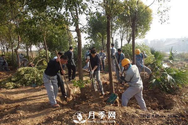 怎么保證苗木移植后100%成活呢？(圖1)