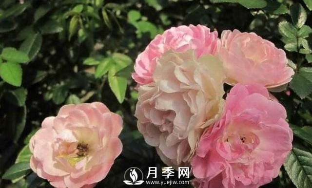 只要對(duì)月季做一個(gè)動(dòng)作，就能讓一枝頭八朵花綻放(圖1)