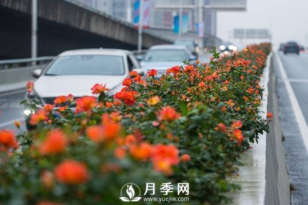 月季花期可調(diào)控，看武漢10月中旬月季花艷麗開放(圖1)