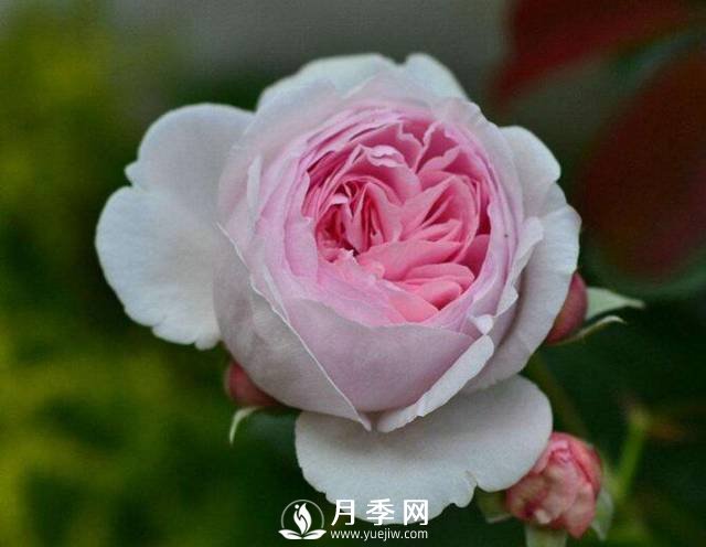 處暑過后需要你這樣養(yǎng)護(hù)月季 開花還能美一波(圖1)