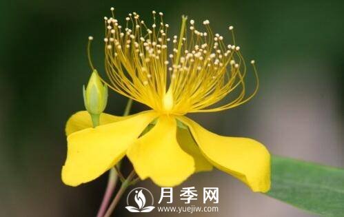 迎春花什么時(shí)候開(kāi) 迎春花的品種有哪些(圖1)