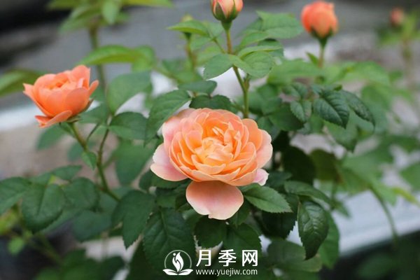 炎熱夏季，如何月季養(yǎng)護你知道嗎(圖2)