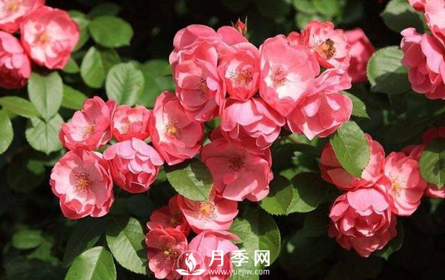  月季開花多 顏色艷麗 你要這樣做(圖1)