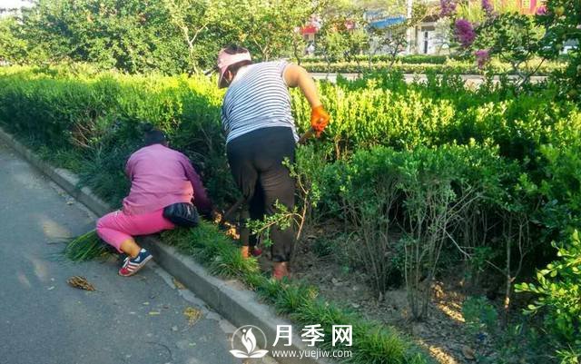 人喊“熱” 花草樹木也中暑 看我們大南陽如何抗旱防澇(圖1)