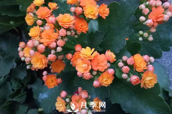 食用醋用來養(yǎng)花的正確用法(圖1)