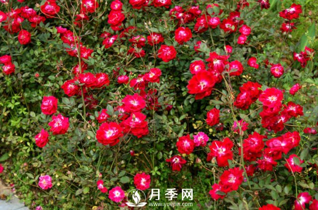 月季不開(kāi)花？來(lái)排查一下養(yǎng)護(hù)上的原因(圖1)