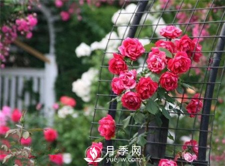 拿什么拯救你 我的藤本月季花(圖1)