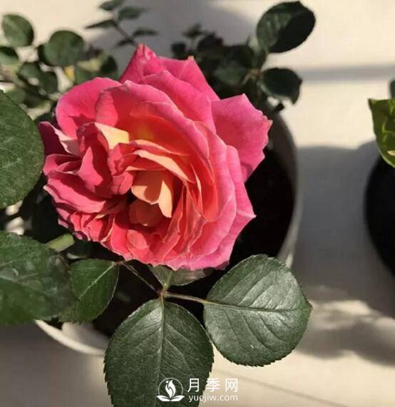 月季花就要這么嫁接 能給你家種滿花(圖3)