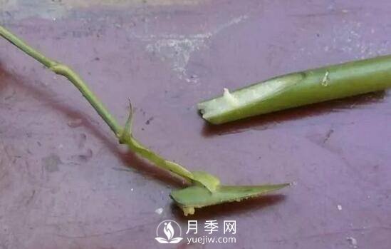 月季花就要這么嫁接 能給你家種滿花(圖1)