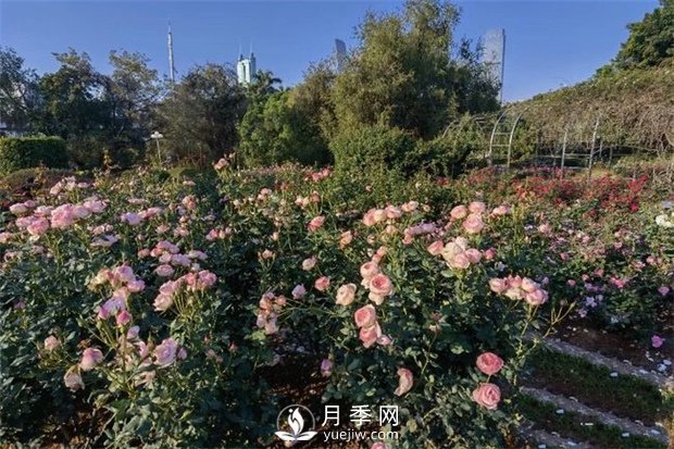 深圳免費月季花展，人民公園月季花盛開(圖1)