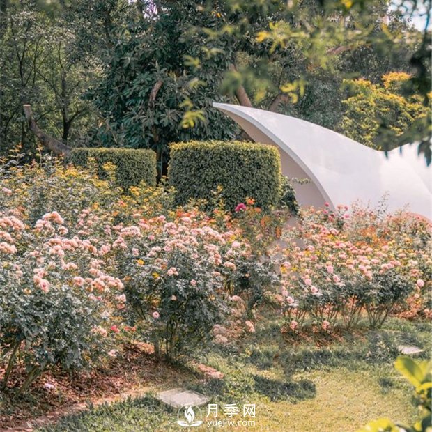 深圳免費月季花展，人民公園月季花盛開(圖6)