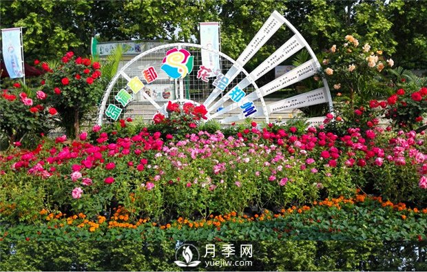 鄭州市2015年第二十一屆月季花展景觀(圖1)