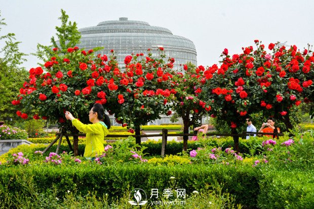 鄭州市2016年第二十二屆月季花展景觀(圖3)