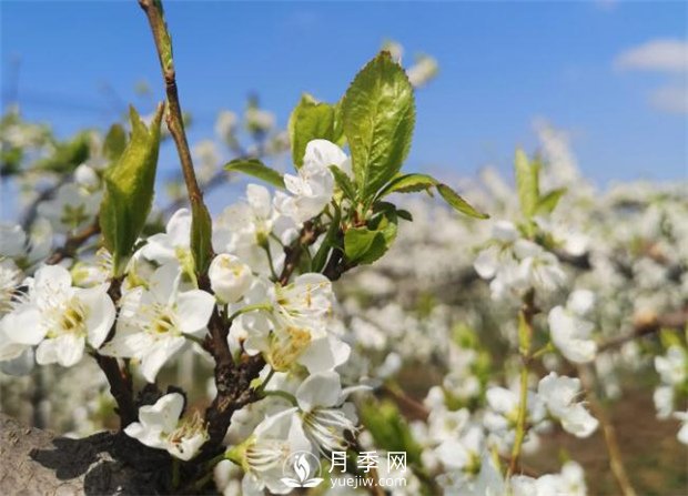 南陽：百花競相開放 踏春自然美景(圖1)