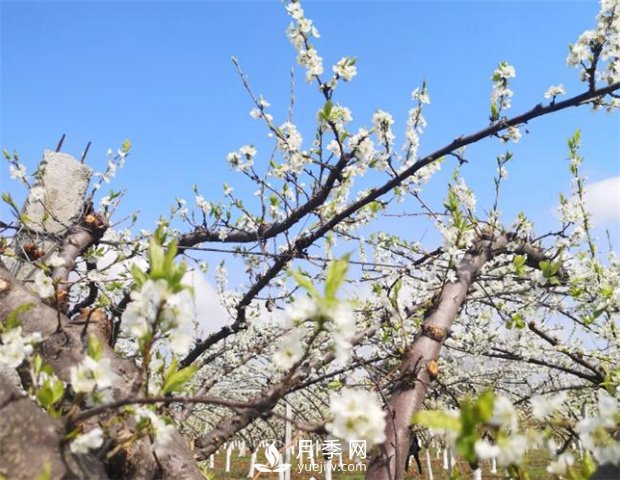 南陽：百花競相開放 踏春自然美景(圖2)