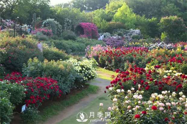 園林植物搭配技巧，不同觀賞植物的配置組合(圖1)