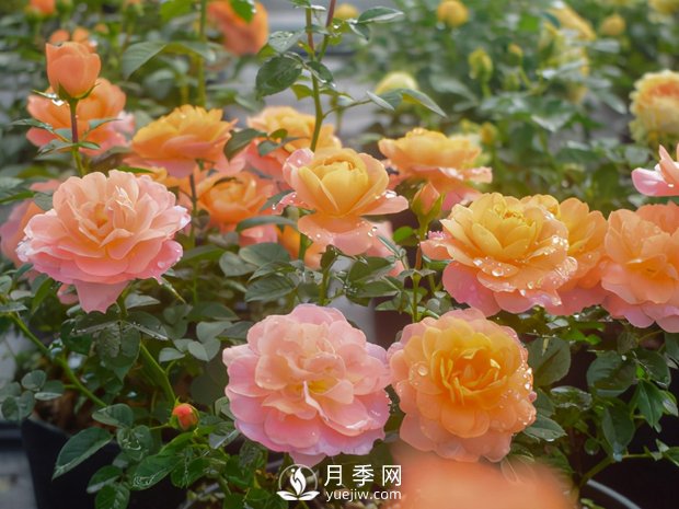 月季芽太多，要不要抹？(圖1)