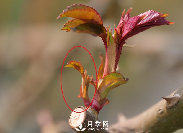 月季芽太多，要不要抹？(圖2)