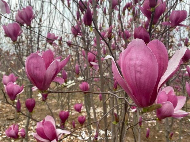 隨州廣水：種上月季花卉苗木 梅廟村花好鳥(niǎo)自來(lái)(圖3)