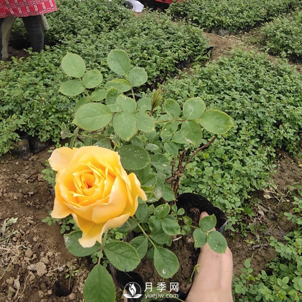 專家解答：盆栽月季花春季的疏芽(圖1)