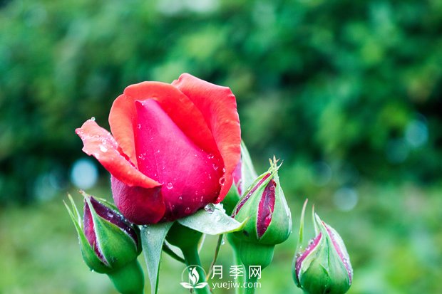 月季施肥和月季冬天養(yǎng)護，花友心得(圖1)