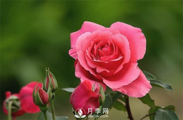 月季玫瑰與薔薇的區(qū)別在哪里？薔薇不開花的原因是什么？(圖1)