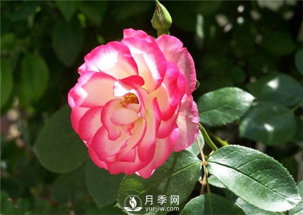 月季的養(yǎng)殖方法和大花月季注意事項(圖1)