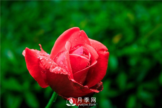 月季生長(zhǎng)對(duì)環(huán)境的要求，很簡(jiǎn)單(圖1)