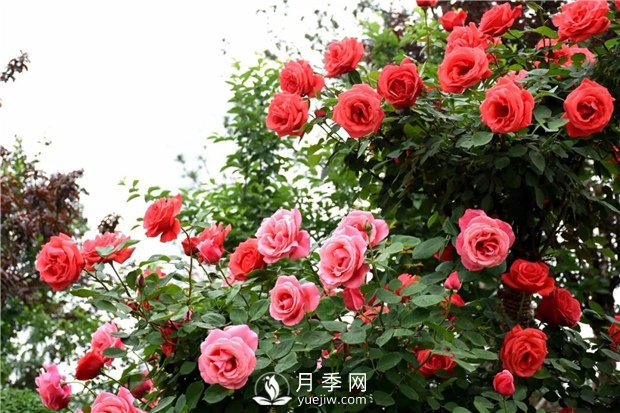 月季花白粉病的防治初期病葉應(yīng)及早去除(圖1)