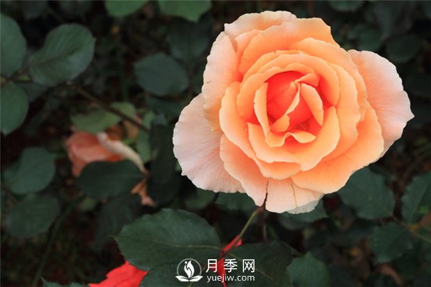 月季花澆水應(yīng)用注意什么，月季花怎么澆水(圖1)