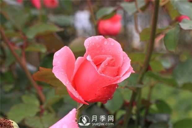 薔薇花、月季花和玫瑰花的區(qū)別(圖1)