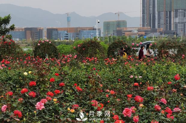 廣東肇慶硯陽(yáng)湖景區(qū)月季島景觀(圖1)