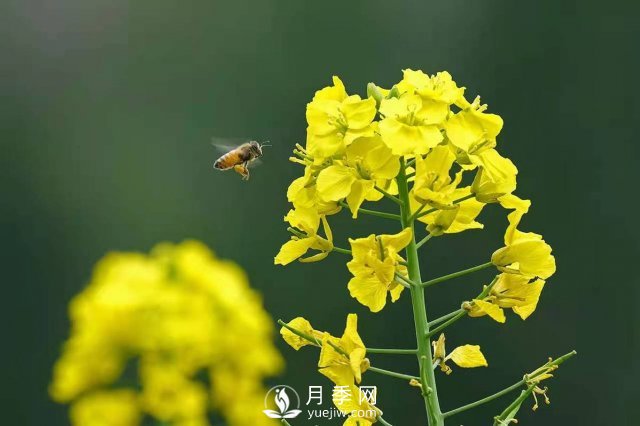 云南曲靖：羅平八十萬畝油菜花開春滿園(圖2)