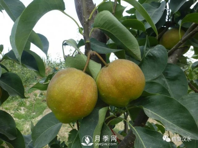 不同品種梨的缺點(diǎn)(圖7)