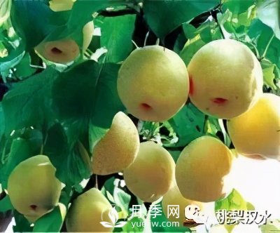 不同品種梨的缺點(diǎn)(圖3)