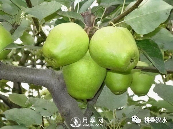 不同品種梨的缺點(diǎn)(圖9)