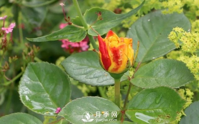 養(yǎng)月季花要會修剪，花朵彩繪越來越多(圖2)