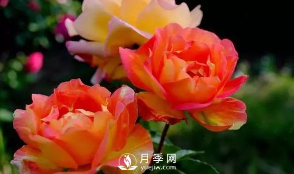 4月養(yǎng)月季需要4點，避免畸形，養(yǎng)出漂亮的月季花(圖1)