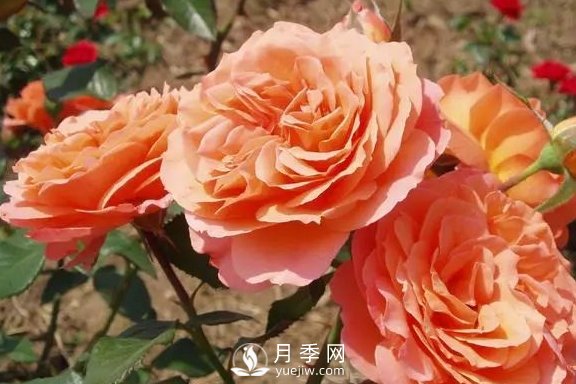 4月養(yǎng)月季需要4點，避免畸形，養(yǎng)出漂亮的月季花(圖3)