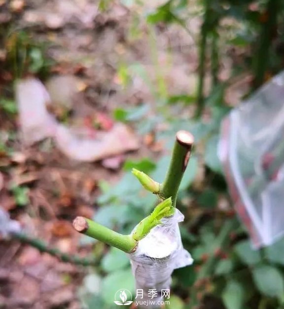 青島路邊月季美化，月季花比拳頭大，原來是樹狀月季(圖3)