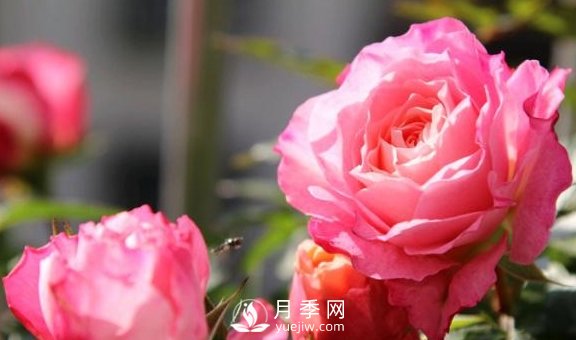 養(yǎng)月季，注意施肥姿勢不對，月季不開花，力氣還白費！(圖3)