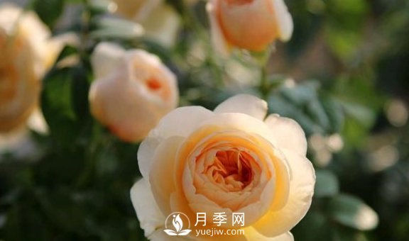 養(yǎng)月季，注意施肥姿勢不對，月季不開花，力氣還白費！(圖2)